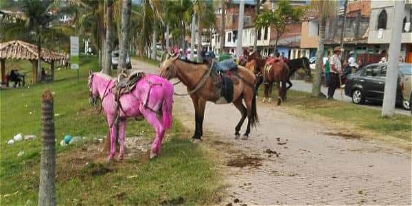 Federico Gutierrez: No habrá Cabalgata e Invita al Respeto