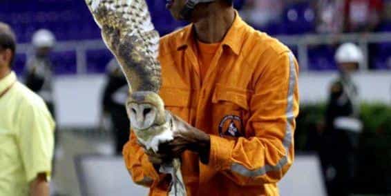 Lechuza sobrevive a patada de futbolista del Pereira