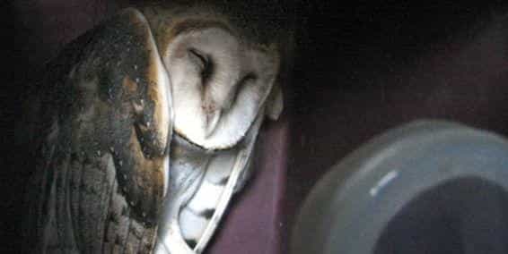 Será cremada lechuza muerta que recibió patada de un futbolista