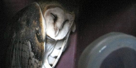 Será cremada lechuza muerta que recibió patada de un futbolista