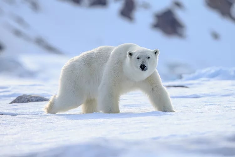 El cambio climático reduce el tamaño de grandes animales