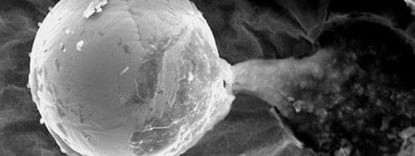 Detectan Semilla ”alienígena” en la estratósfera