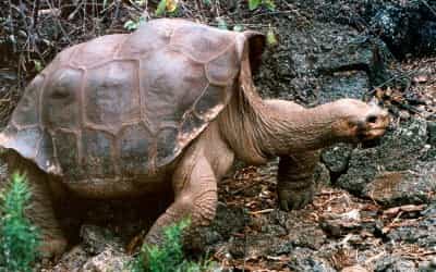 Muere en Galápagos el “Solitario Jorge”, última tortuga de su especie