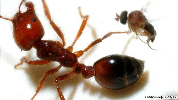 La mosca argentina que decapita hormigas invasoras en EE.UU.