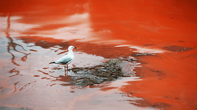 Las aguas de Australia se tornan rojas como la sangre