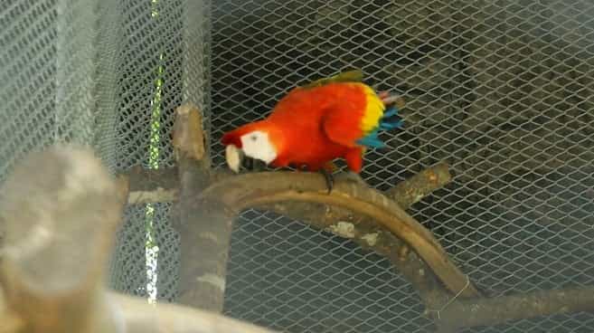 18.000 animales silvestres fueron incautados en el 2019, no lo hagas