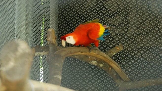 18.000 animales silvestres fueron incautados en el 2019, no lo hagas