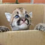 NO COMPRES FAUNA SILVESTRE Y DENUNCIA A LOS COMPRADORES!!! Apunta éstos teléfonos!!!