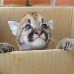 NO COMPRES FAUNA SILVESTRE Y DENUNCIA A LOS COMPRADORES!!! Apunta éstos teléfonos!!!