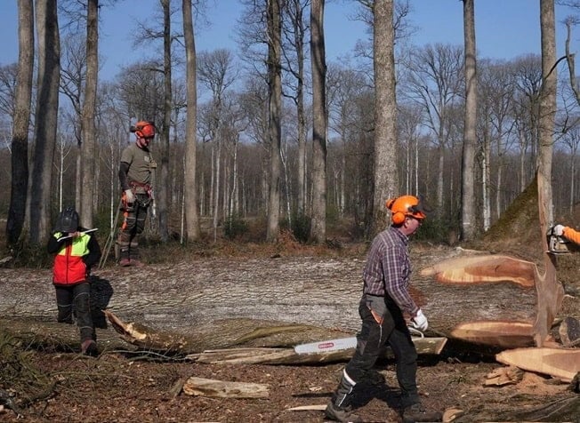 Doloroso: Francia busca reconstruir Notre Dame usando 2 mil árboles de más de 200 años de antigüedad