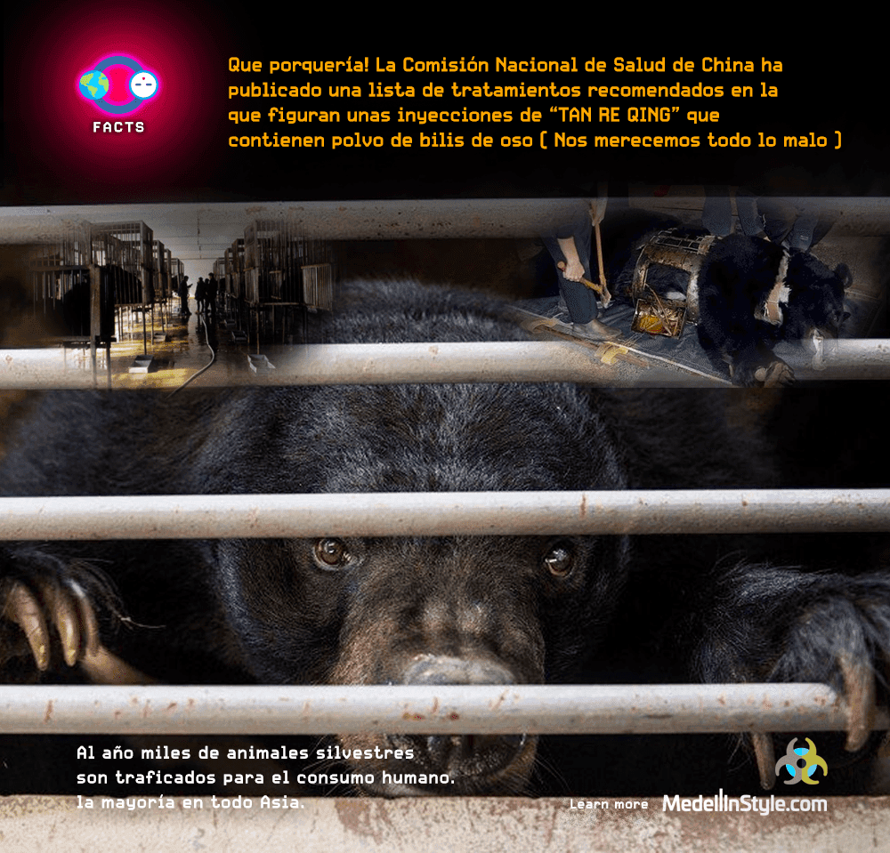 Ministerio de Salúd de China recomienda polvo de Bilis de Oso para tratar el Covid-19