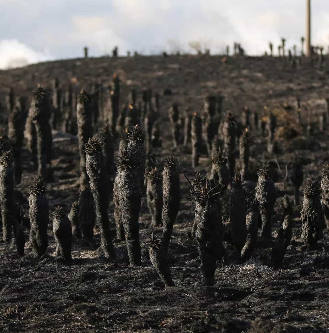 Colombia en llamas, incendios devoran las montañas del país