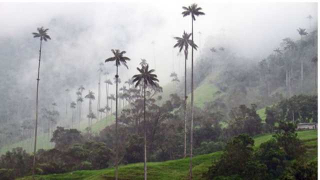 Por qué la palma de cera, el árbol nacional de Colombia, podría estar a punto de extinguirse (y la mayoría de los colombianos no lo sabe)