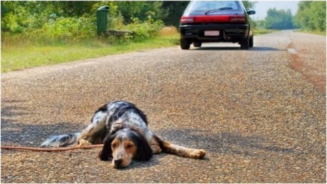 En Perú, SOAT cubriría atención de animales que sufran accidentes de tránsito