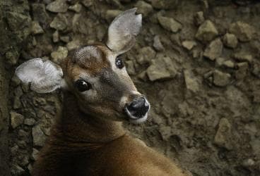 Un joven intentó matar y comerse a un venado en el Zoológico de Cali