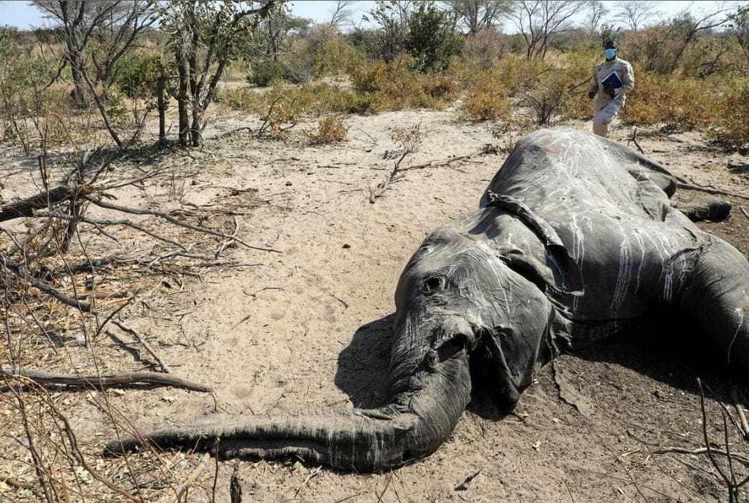 Botswana encuentra más elefantes muertos, dice que los resultados de las pruebas deben presentarse esta semana