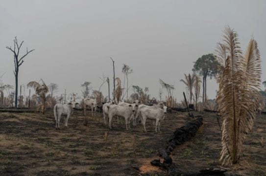 Colombia disminuye su Bosque Natural (50%) entre 1 y 2% anual, quedan 50 años...
