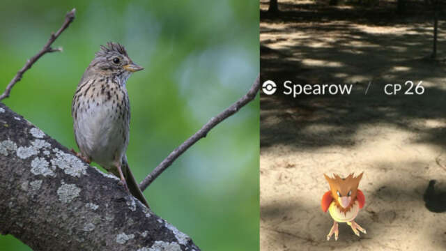 EBird: El app que reconoce pájaros en vez de Pokemones