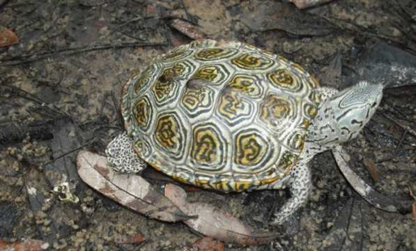 Más de la mitad de tortugas del mundo están amenazadas, ¿qué pasaría si desaparecieran?