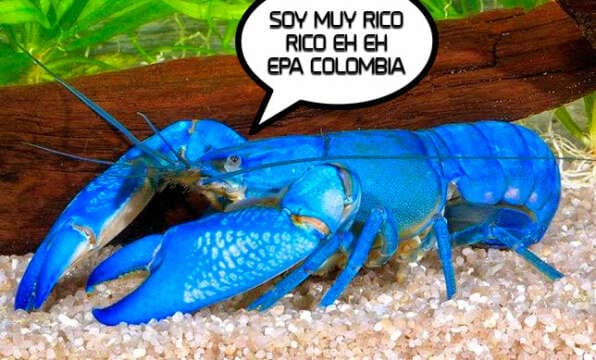 La hija del Presidente de Colombia usa Animales en Via de Extinción en su Boda