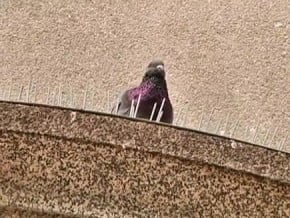 Video: Instalan clavos en arcos de las puertas de la Iglesia de Belén