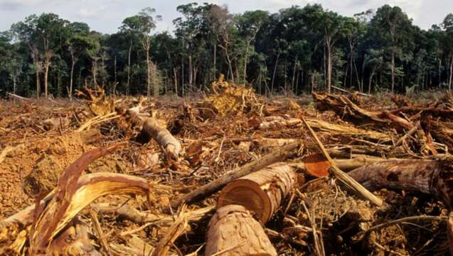 El Amazonas llegó al 17% de deforestación: Se aproxima el punto de “no retorno”