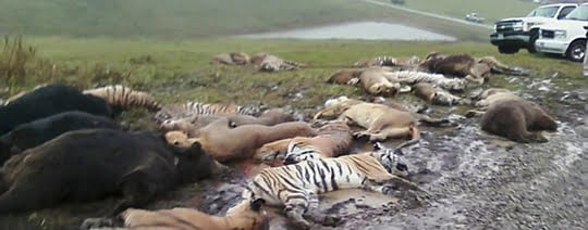 La horrible matanza de Zanesville. Leones, Tigres, Osos, Monos, Humanos asesinados.
