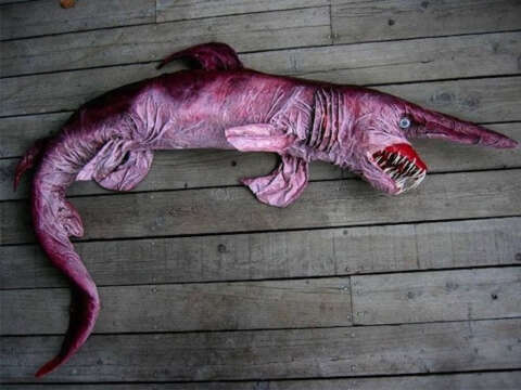 INCREÍBLE! Animales bizarros que nisiquiera sabías que existían.
