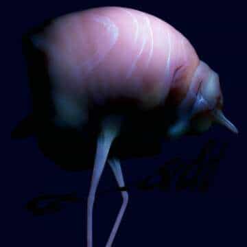 Descarga y escucha de forma gratuita un adelanto del próximo disco de Arca: ”&&&&&”