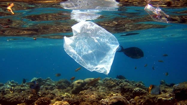 El 75% de los arrecifes de coral en el mundo están en peligro
