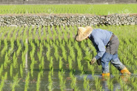 En China descubren como cultivar arroz en agua salada ¡El futuro es ahora!