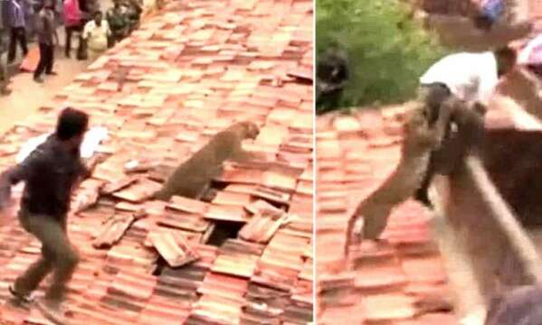 Video: LEOPARDO SALVAJE asustado hace estragos en Chandrapur, India