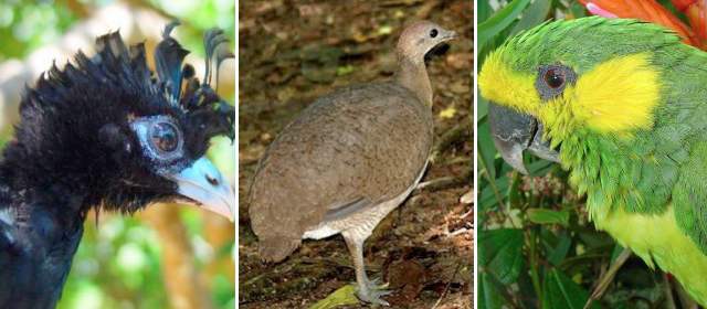 En la Amazonía hay un centenar de aves en peligro de extinción