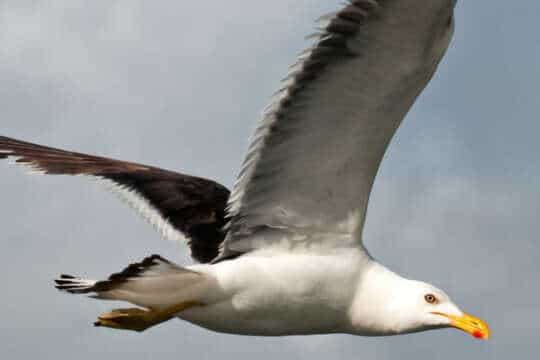 Colombia es la nación con mayor diversidad de aves