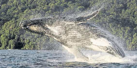Empieza temporada de avistamiento de ballenas en el Pacífico Colombiano