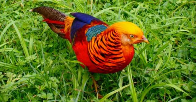 441 nuevas especies descubiertas en la Amazonia desde apenas 2010, Mira algunas fotos