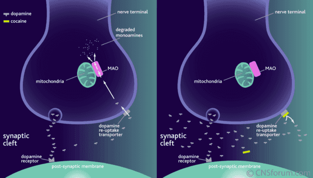 La música es igual o más importante que la comida y el sexo