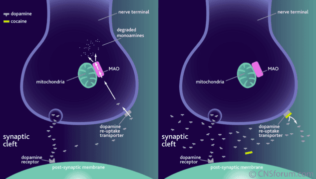 La música es igual o más importante que la comida y el sexo
