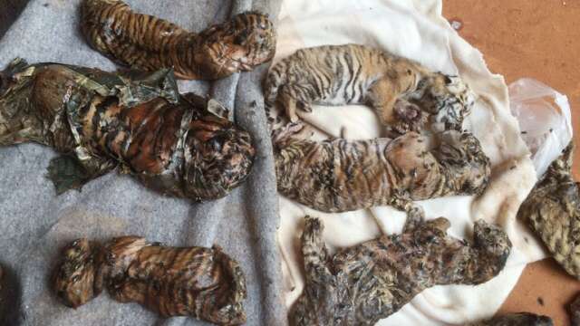 NO SE TOME FOTOS CON ANIMALES No patrocine su Extinción ! Encuentran 40 cachorros muertos en Kanchanaburi Tailandia