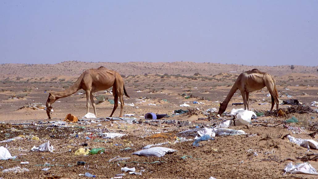 Camellos del Golfo Arábigo están muriendo debido al plástico