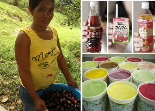 La fruta que los japoneses sacan del Amazonas