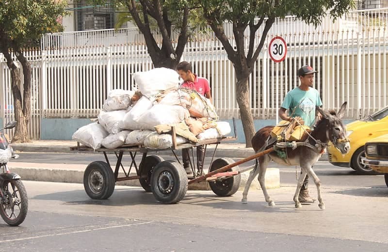 ¡Es oficial! Colombia prohíbe vehículos de tracción animal