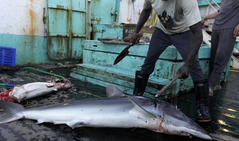 Minagricultura apoya la Caza de Tiburones en Colombia