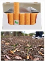 Semillas de flores en las colillas de cigarros