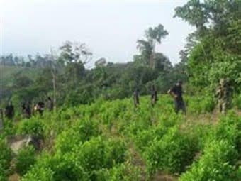 ¿Dónde están los cultivos de coca en Colombia?