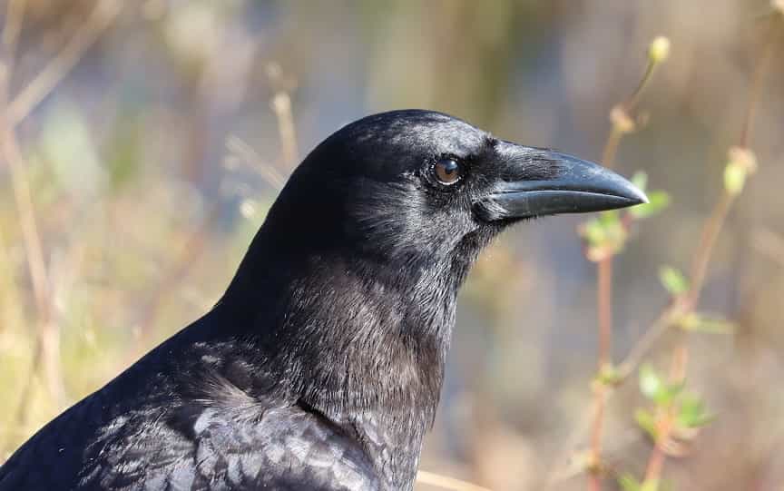 Los cuervos son conscientes de sí mismos como nosotros, conectan recuerdos y generan aprendizajes