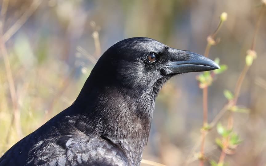 Los cuervos son conscientes de sí mismos como nosotros, conectan recuerdos y generan aprendizajes