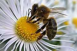 Las abejas están desapareciendo