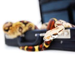 Un hombre que intentó viajar con una maleta de serpientes y bichos es detenido en Argentina