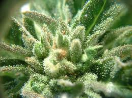 Estados Unidos: Las leyes de cannabis medicinal reducen el número de muertes de tráfico al disminuir el consumo de alcohol